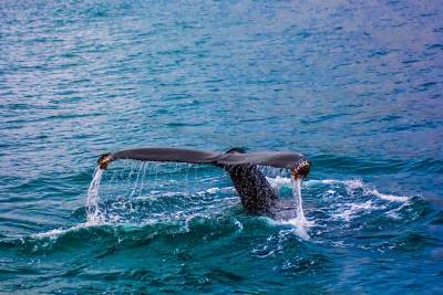 Η σφαγή των φαλαινών συνεχίζεται από την Ιαπωνία