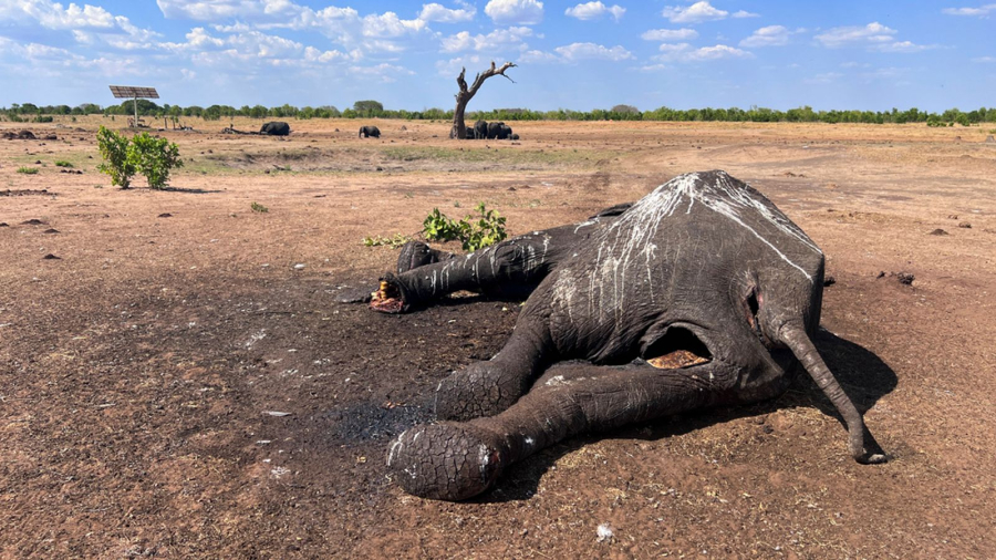 Ζιμπάμπουε: Τουλάχιστον 100 ελέφαντες πέθαναν σε εθνικό πάρκο λόγω ξηρασίας