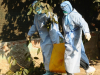 Προσοχή, μεγάλος κίνδυνος επανεμφάνισης της γρίπης των πτηνών στην Ελλάδα