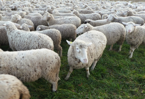 Δίχρονο κοριτσάκι καθοδηγεί τα πρόβατα σαν βοσκός κανονικός