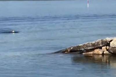 Αετός... κολυμβητής κάνει «πεταλούδα» σε λίμνη