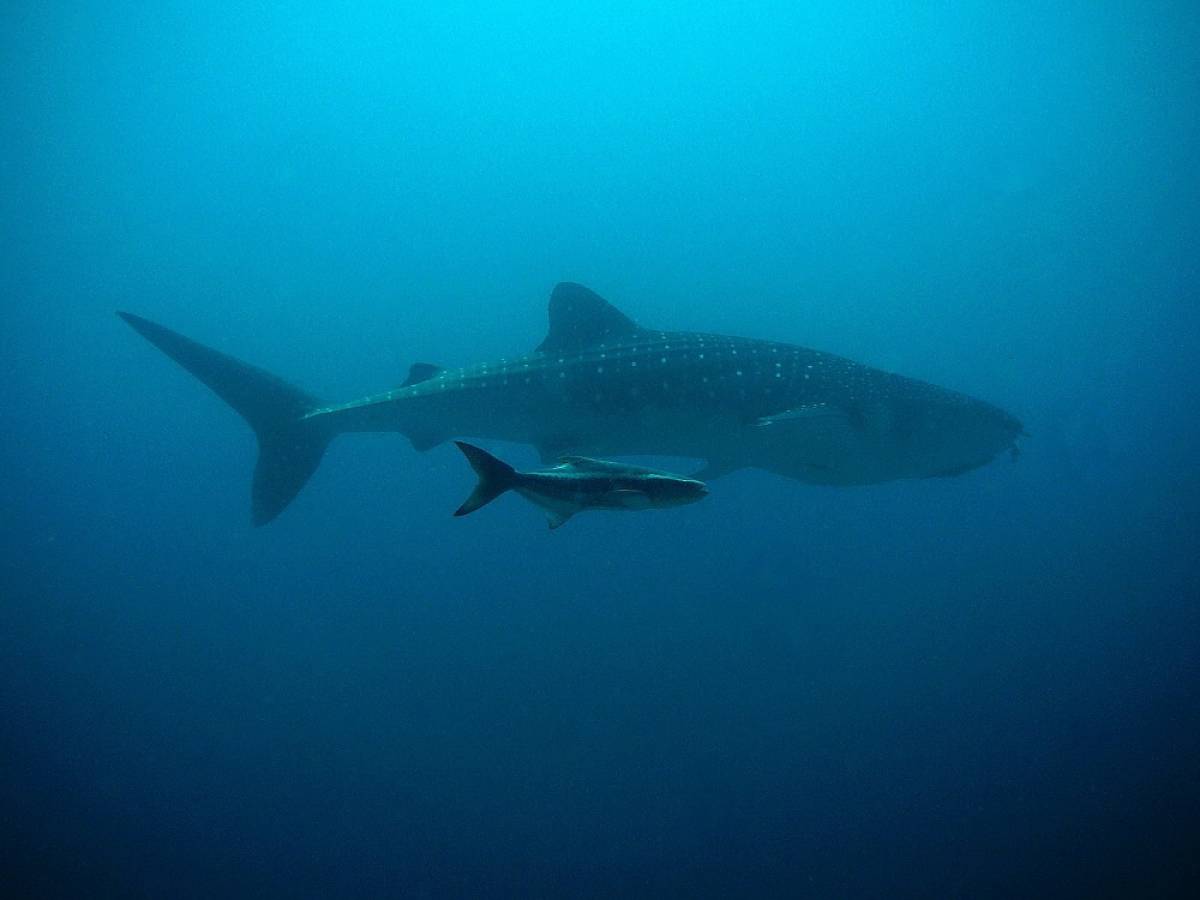 Ηλεία: Ψαράς έπιασε μπλε καρχαρία δύο μέτρων (photo)