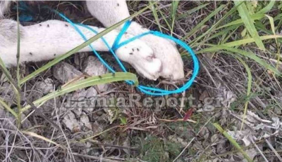 Μαρτυρικός θάνατος για σκύλο στη Στυλίδα: Τον έπνιξαν με σχοινί