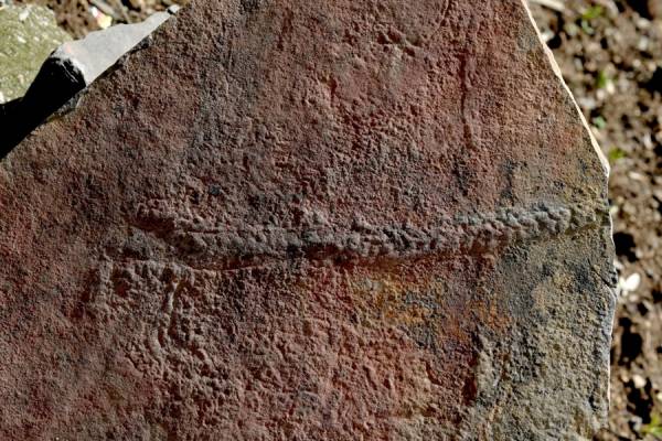 Παλαιοντολογία: Ανακαλύφθηκε το «αρχαιότερο ταξίδι στη Γη»