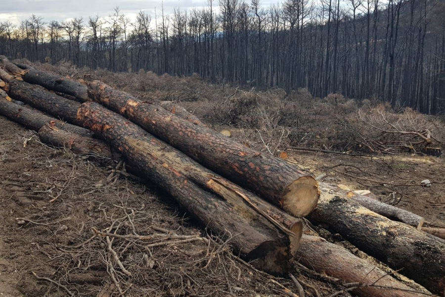 Αυτοψία στη Βαρυμπόμπη: Ένα χρόνο μετά τη φωτιά ξερά χόρτα και κλαδιά παραμένουν αμάζευτα