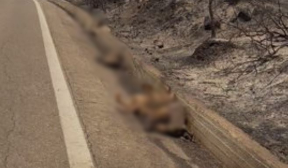 Φρίκη από τη φωτιά στη Ρόδο: Σπαρακτικές εικόνες με νεκρά ελάφια στους δρόμους