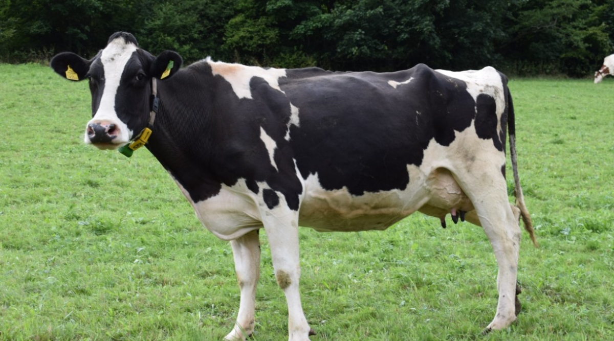 Σέρρες: Ο high tech κτηνοτρόφος - Ρομπότ αρμέγει αγελάδες