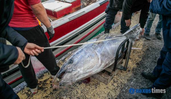 Νάξος: Η ψαριά ζύγιζε πάνω από 300 κιλά