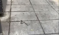Φίδι έκοβε βόλτες στο… Κολωνάκι