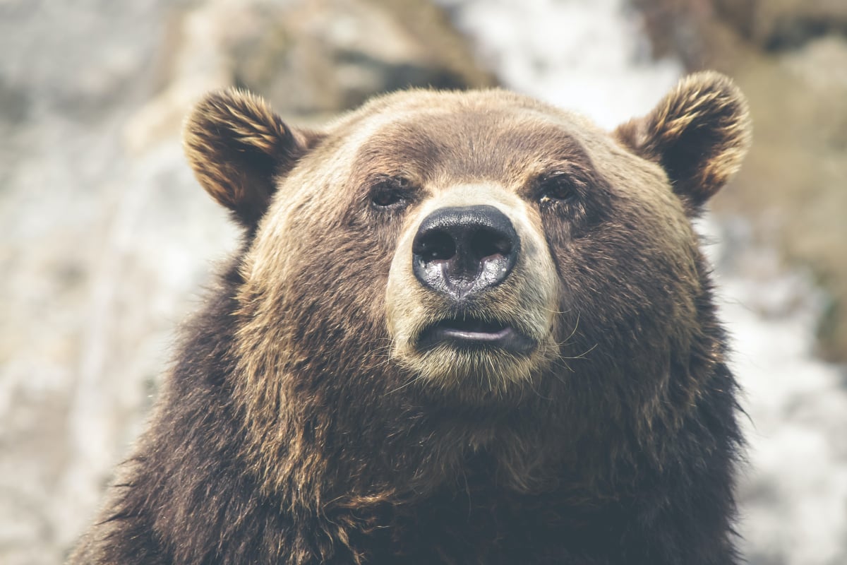 Απίστευτο σκηνικό στις ΗΠΑ: Αρκούδα σκαρφάλωσε σε κολόνα και προκάλεσε black out