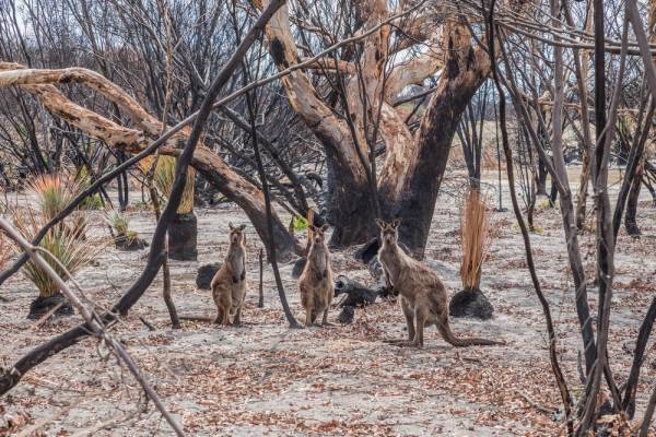 Αυστραλία: Τρία δισεκατομμύρια ζώα κάηκαν ή εκτοπίστηκαν στις φονικές πυρκαγιές