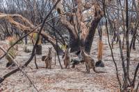 Αυστραλία: Τρία δισεκατομμύρια ζώα κάηκαν ή εκτοπίστηκαν στις φονικές πυρκαγιές