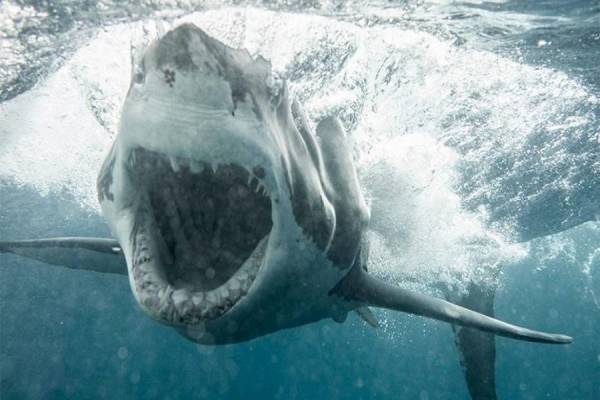 Καρχαρίας κλέβει με τρομακτικό τρόπο την ψαριά δύο ψαράδων