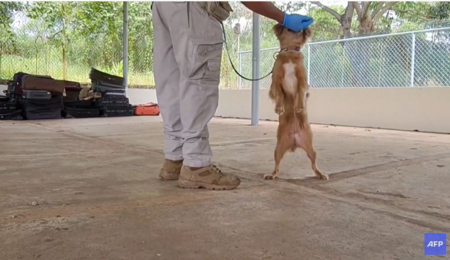 Μίλι: Η σκυλίτσα - θαύμα - Έζησε για 40 μέρες χωρίς νερό και τροφή σε κοντέινερ