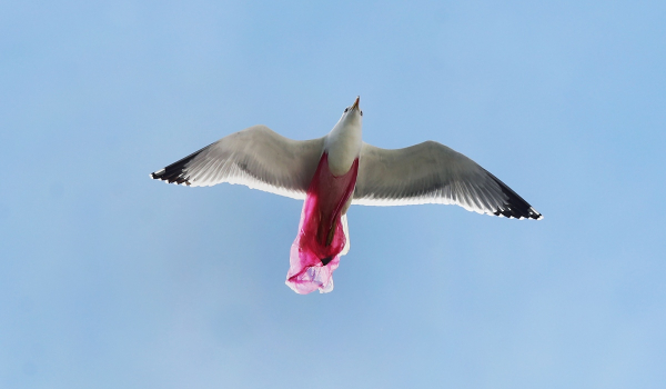 Θλιβερή εικόνα: Ασημόγλαρος πετά μπλεγμένος με πλαστική σακούλα