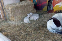 Βόλος: Εισαγγελική παρέμβαση για τα ζωντανά ζώα στις φάτνες