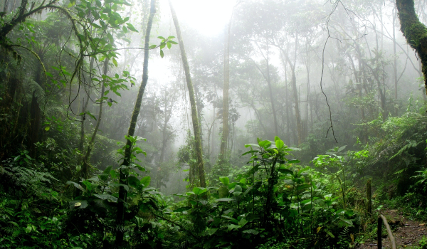Γουατεμάλα: Οικογένεια Γάλλων τουριστών εξαφανίστηκε στη ζούγκλα