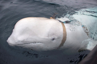 Φάλαινα παγιδεύτηκε στον ποταμό Σηκουάνα στη Γαλλία