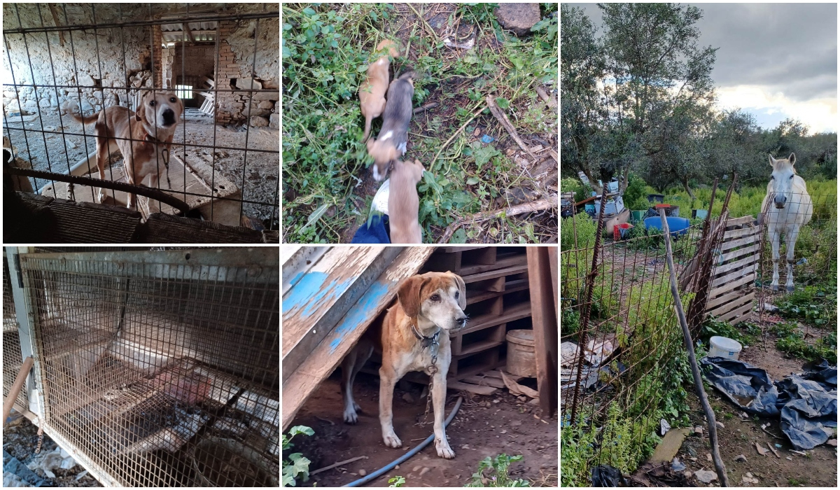 Φρικτές εικόνες στα Χανιά: Κακοποιημένα ζώα ούρλιαζαν από την πείνα και την εγκατάλειψη