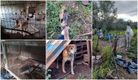 Φρικτές εικόνες στα Χανιά: Κακοποιημένα ζώα ούρλιαζαν από την πείνα και την εγκατάλειψη