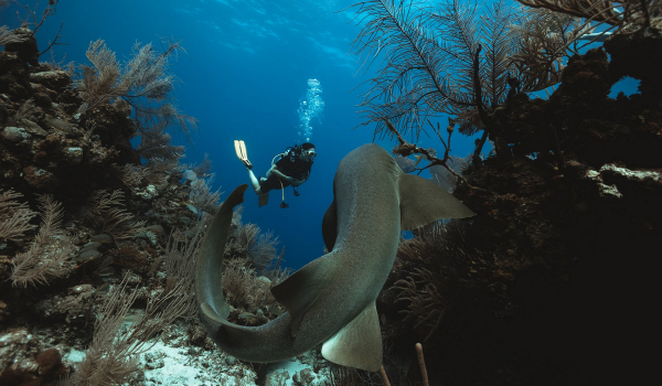Ο πρίγκιπας Γουίλιαμ και η Κέιτ κολυμπούν δίπλα σε καρχαρίες στην Καραϊβική