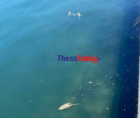 Θεσσαλονίκη: Γιατί γέμισε νεκρά ποντίκια η παραλία