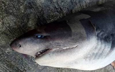 Πάτρα: Έβγαλαν με γερανό τεράστιο καρχαρία στα Αραχωβίτικα