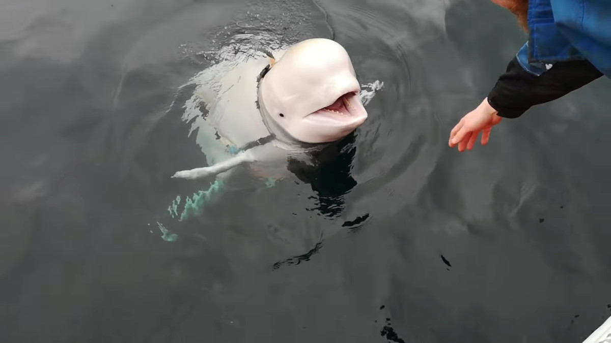 Φάλαινα - κατάσκοπος της Ρωσίας εντοπίστηκε στις ακτές της Σουηδίας: Όσα λένε για την Χβάλντιμιρ