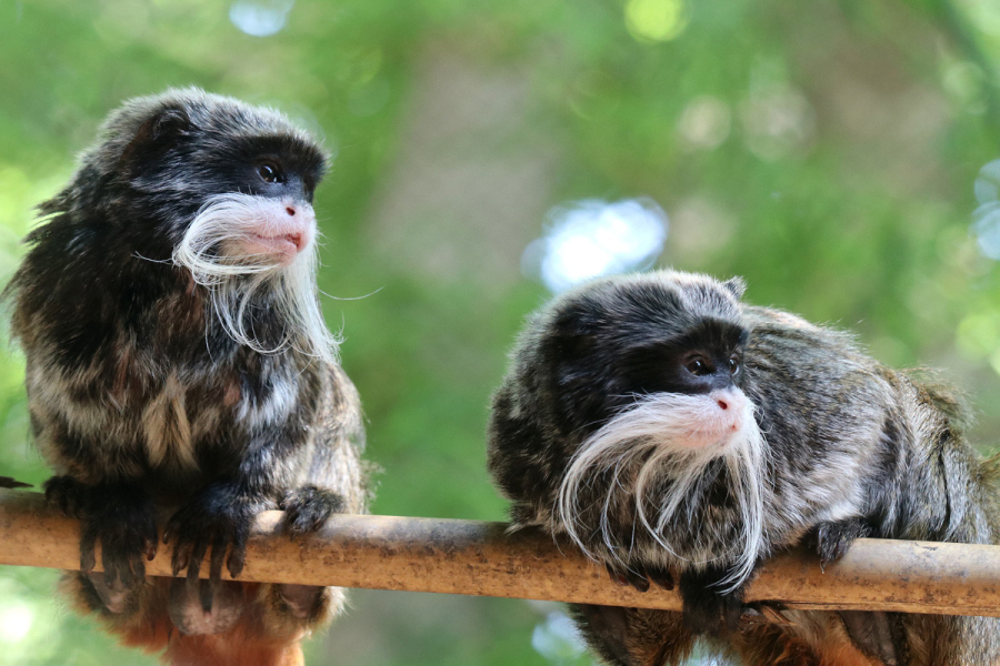 Πίσω στο «σπίτι» οι σπάνιοι πίθηκοι μετά τη μυστηριώδη εξαφάνιση