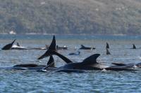 Αυστραλία: Μάχη να σωθούν εκατοντάδες φάλαινες που έχουν ξωκείλει (Εικόνες)