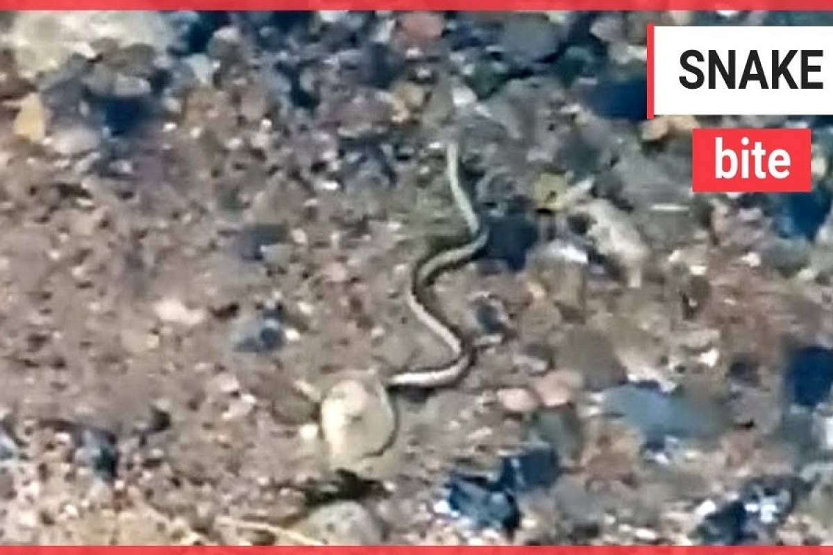 Δηλητηριώδες φίδι κολυμπά δίπλα σε παιδιά
