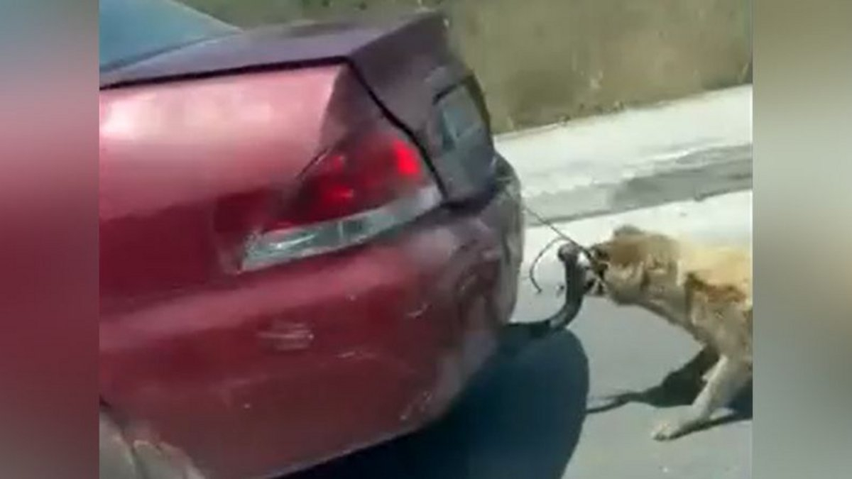 Ζάκυνθος: Συνελήφθη ο άνδρας που έσερνε σκύλο από τον κοτσαδόρο αυτοκινήτου