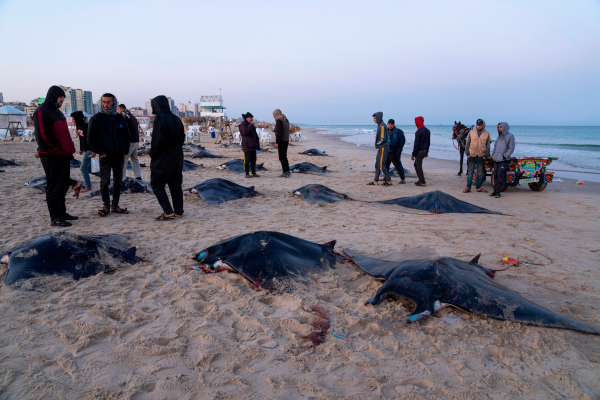Λωρίδα της Γάζας: Δεκάδες σπάνια σαλάχια αλιεύτηκαν και απλώθηκαν στη στεριά