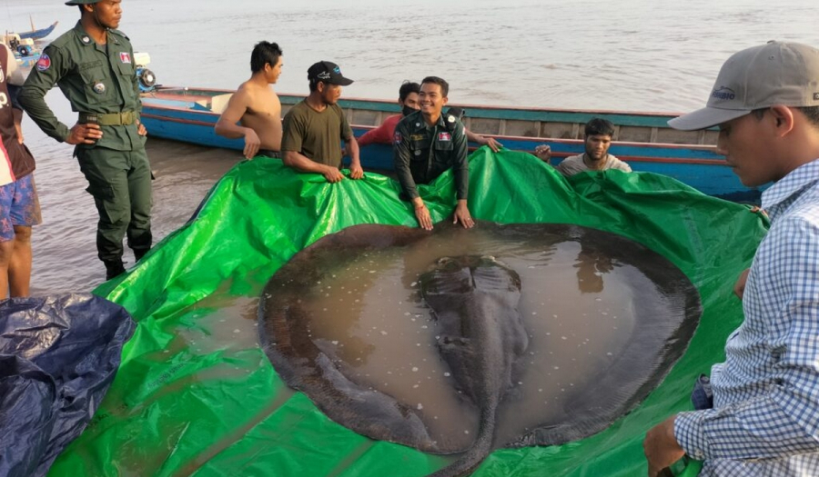 Καμπότζη: Ψαράδες έπιασαν σαλάχι 300 κιλών! (βίντεο)