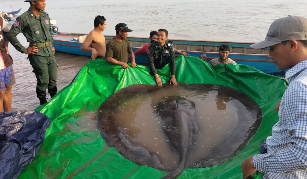 Καμπότζη: Ψαράδες έπιασαν σαλάχι 300 κιλών! (βίντεο)