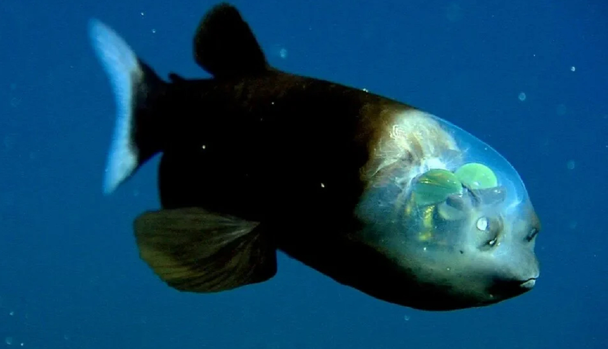 Ψάρι με διάφανο κεφάλι βρέθηκε στα βάθη του ωκεανού (Βίντεο)