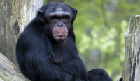 Αττικό Ζωολογικό Πάρκο: Ο Αλέξης Κούγιας ανέλαβε την υπόθεση θανάτωσης του χιμπατζή