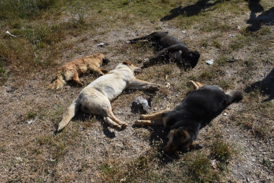 Κτηνωδία στο Άργος: Νεκρά σκυλιά από φόλες