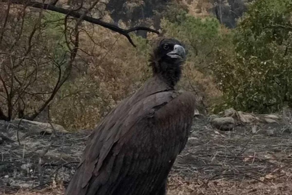 Έγινε viral: Μαύρος γύπας αναζητά την φωλιά του στα καμένα στο δάσος της Δαδιάς