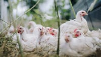 Γρίπη των πτηνών: Θα θανατωθούν 80.000 κοτόπουλα στη Τσεχία