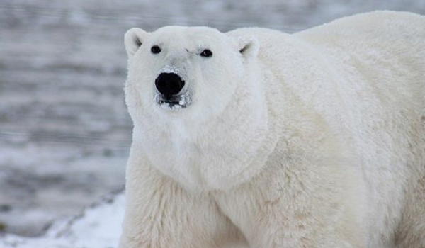 Χάρβαρντ: Ο γρίφος της «πολικής αρκούδας» που δίχασε το διαδίκτυο – Μόνο το 3% μπορεί να τον λύσει