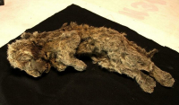 «Η κοιμώμενη Σπάρτη» - Βρέθηκε άριστα διατηρημένο λιοντάρι «ηλικίας 28.000 χρόνων» στη Σιβηρία