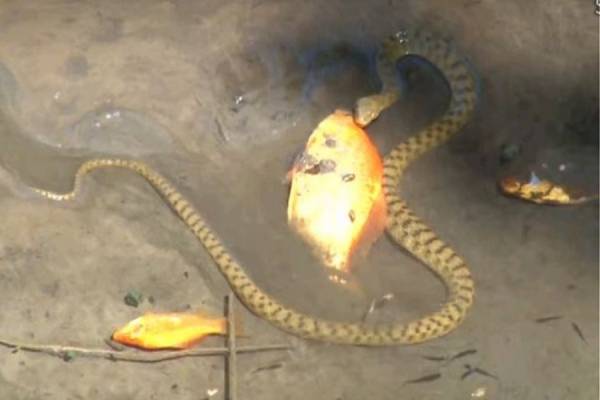 Φίδι τρώει χρυσόψαρο μέσα στο νερό