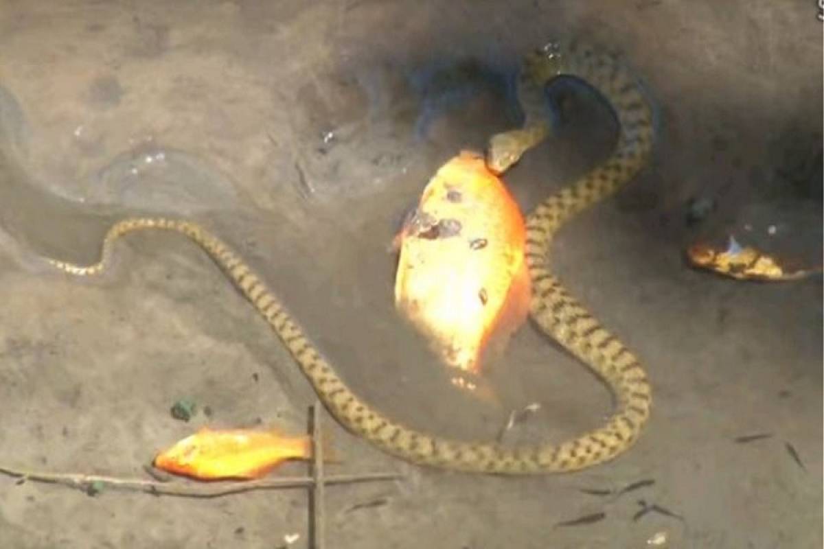 Φίδι τρώει χρυσόψαρο μέσα στο νερό