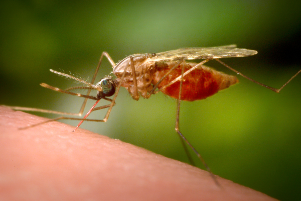 Ιός Δυτικού Νείλου: Πώς να προφυλαχθείτε από τα κουνούπια - Οδηγίες από τον ΕΟΔΥ