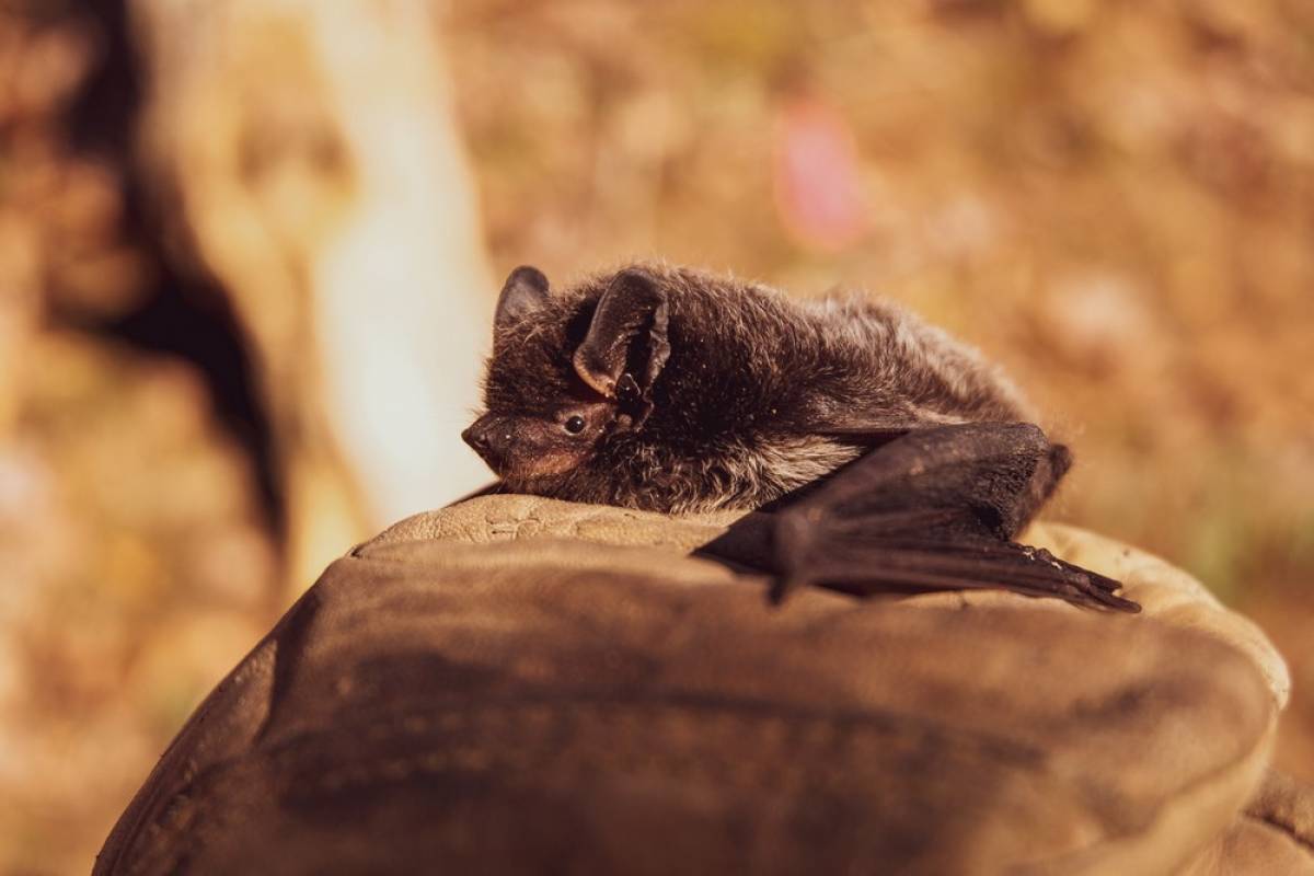 Κορονοϊός: Πώς ξεκίνησε, ο ρόλος της νυχτερίδας