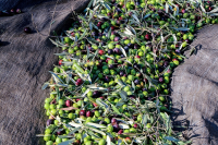 Αχαΐα: Έκλεψαν 7 τόνους ελιές από χωράφι – O ελαιοπαραγωγός τους έπιασε «στα πράσα»
