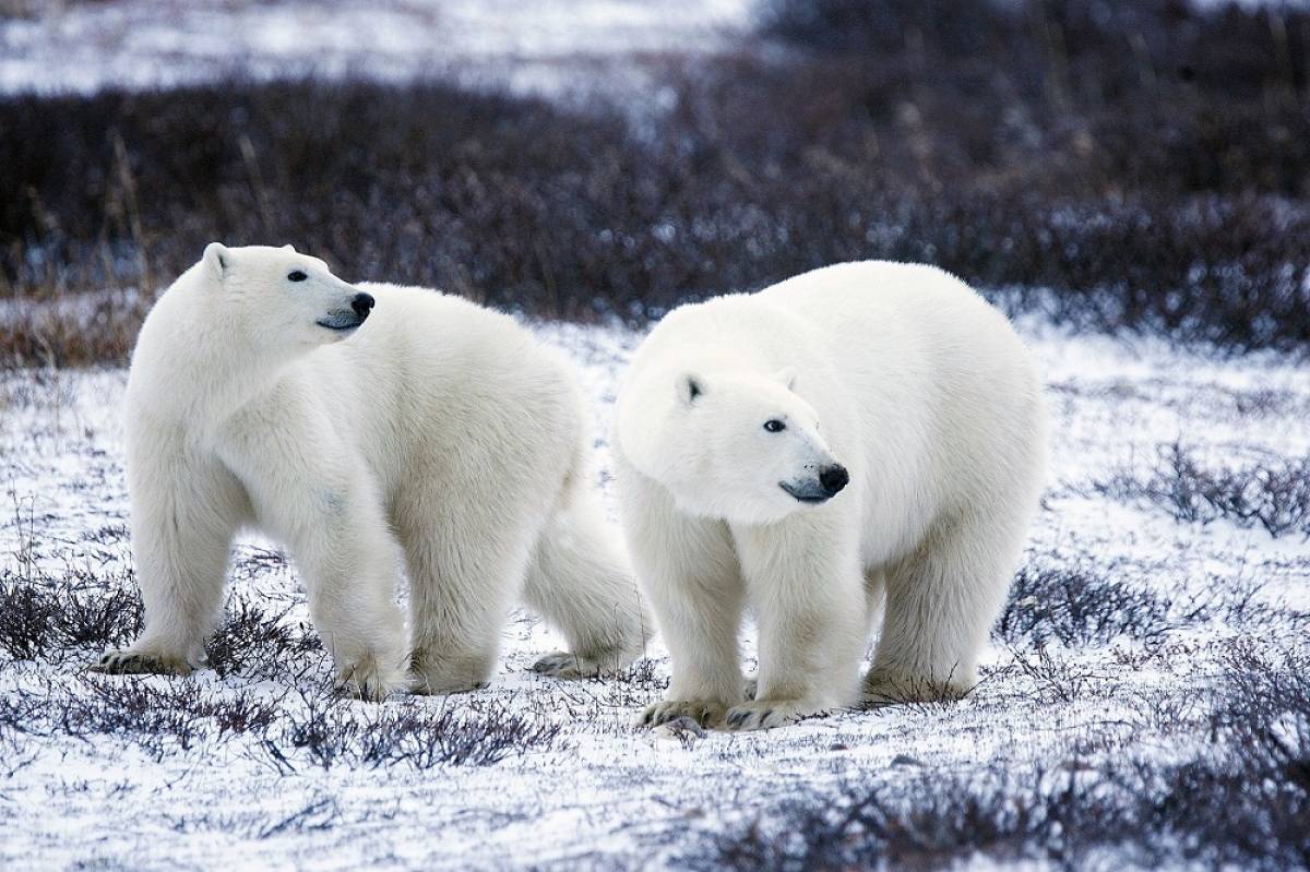 Πολικές αρκούδες: Κινδυνεύουν με εξαφάνιση έως το τέλος του αιώνα
