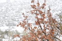 Κακοκαιρία Μπάρμπαρα: Ποιες περιοχές θα ξυπνήσουν με χιόνι την Κυριακή