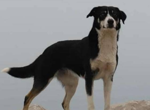 Κινηματογραφική ιστορία: Έχασε το σκυλάκι του στα ελληνοτουρκικά σύνορα και το βρήκε ένα χρόνο μετά στη Σερβία (εικόνες)